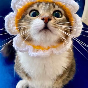 Kitty hat